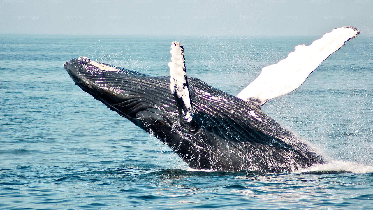 Whale Watching Yacht Tour from Trincomalee