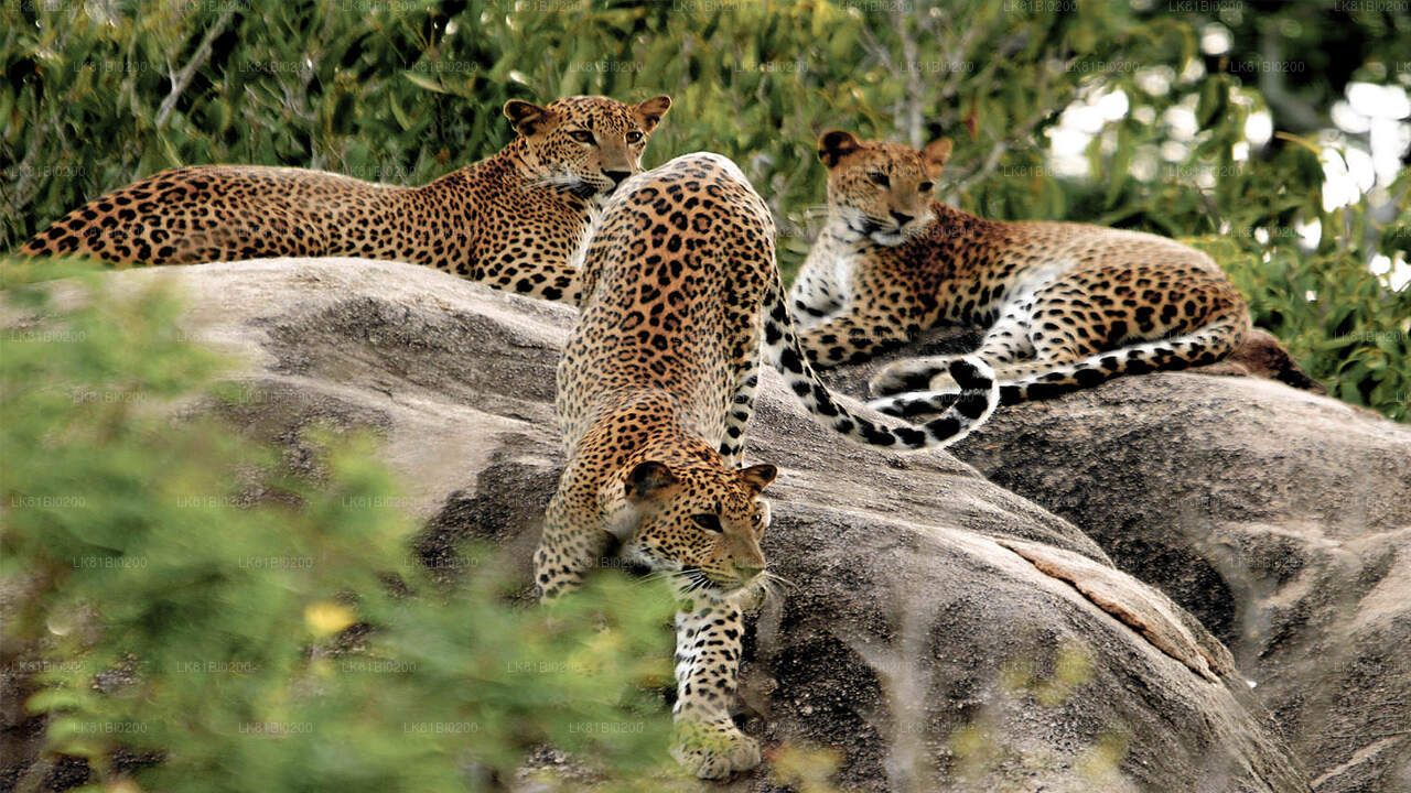 Yala National Park Safari from Hambantota Seaport