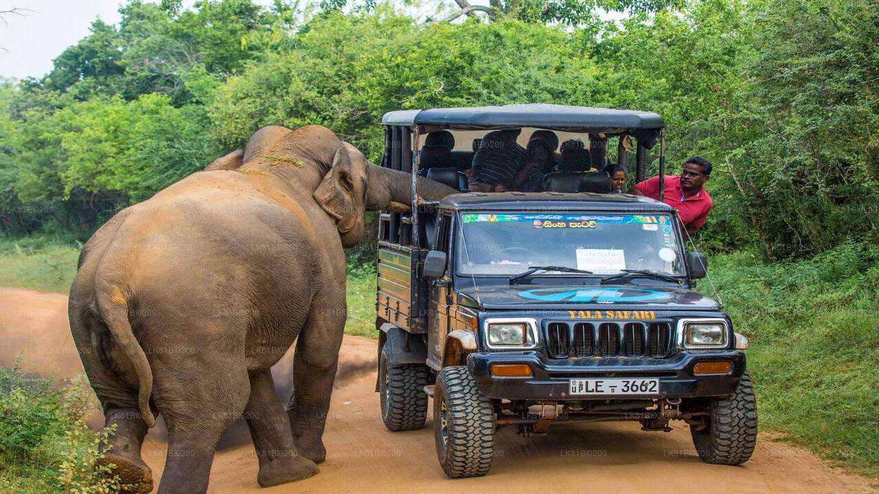 Yala National Park Safari from Hambantota Seaport