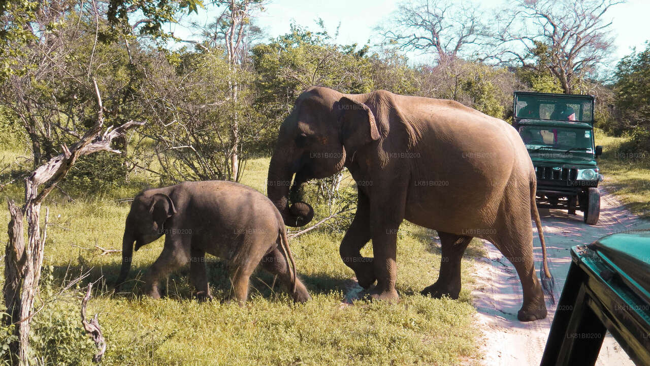 Yala National Park Safari from Hambantota Seaport