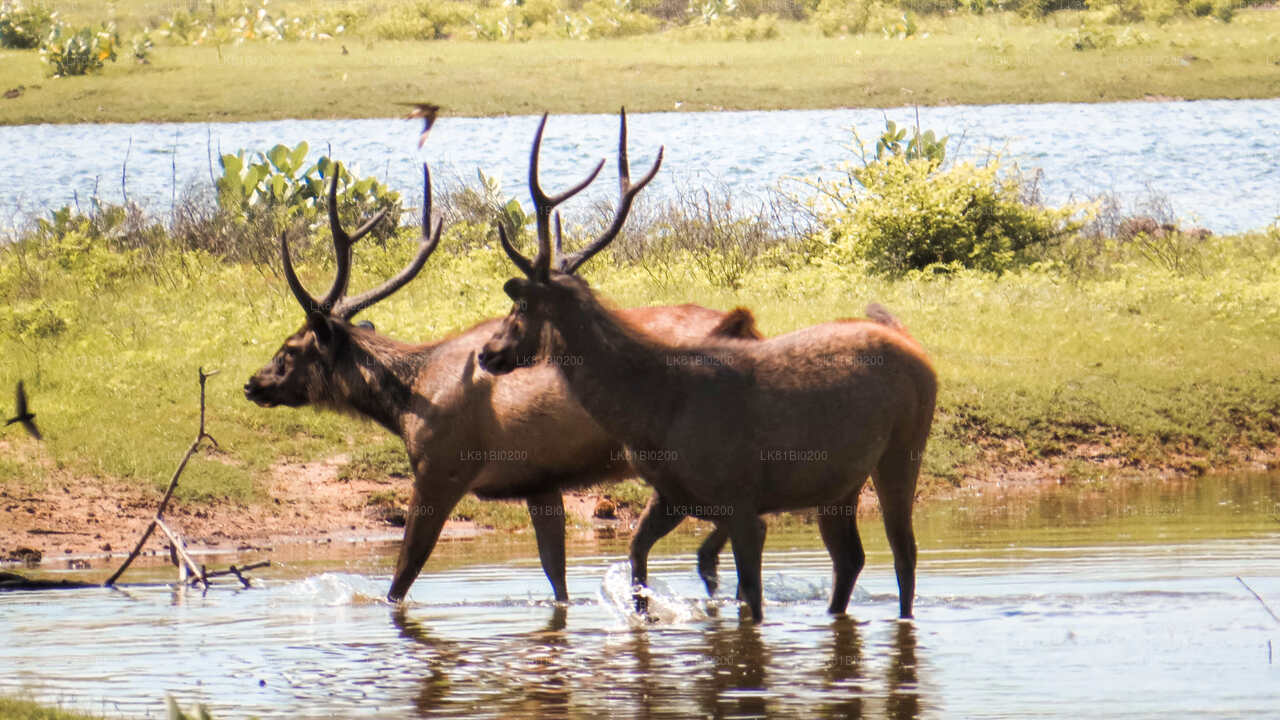 Yala National Park Safari from Hambantota Seaport