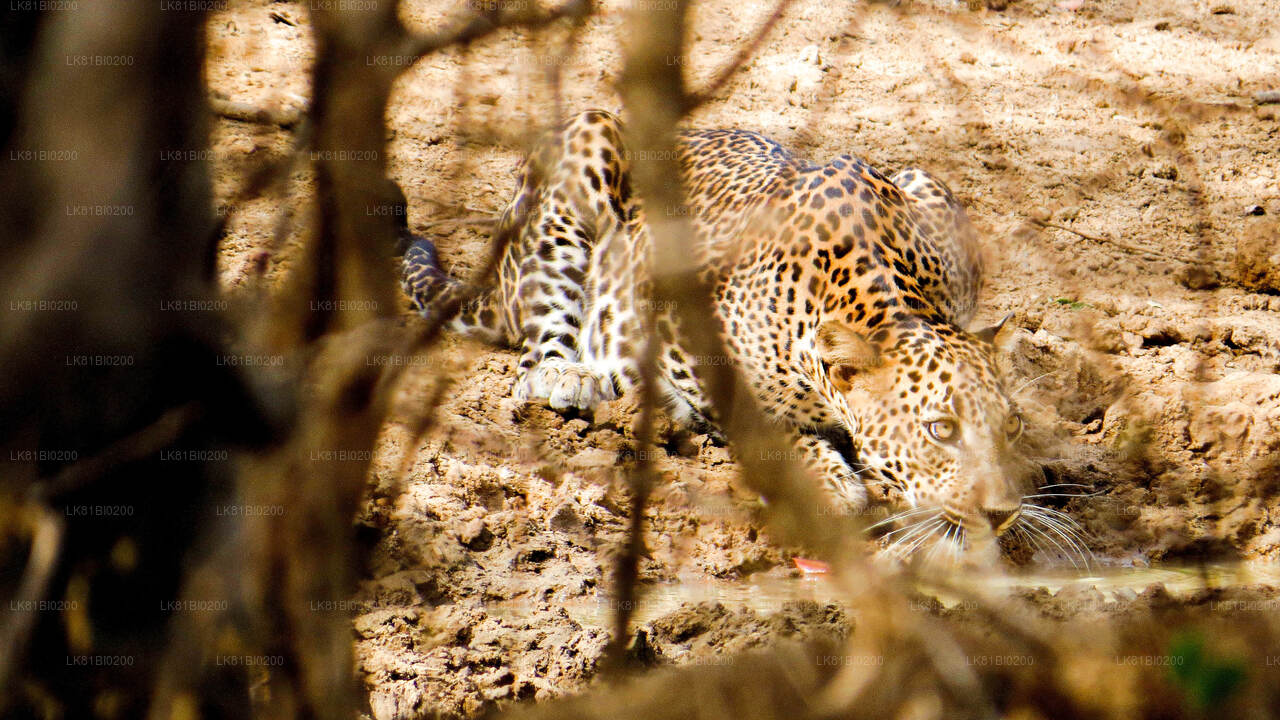 Yala National Park Safari from Hambantota Seaport