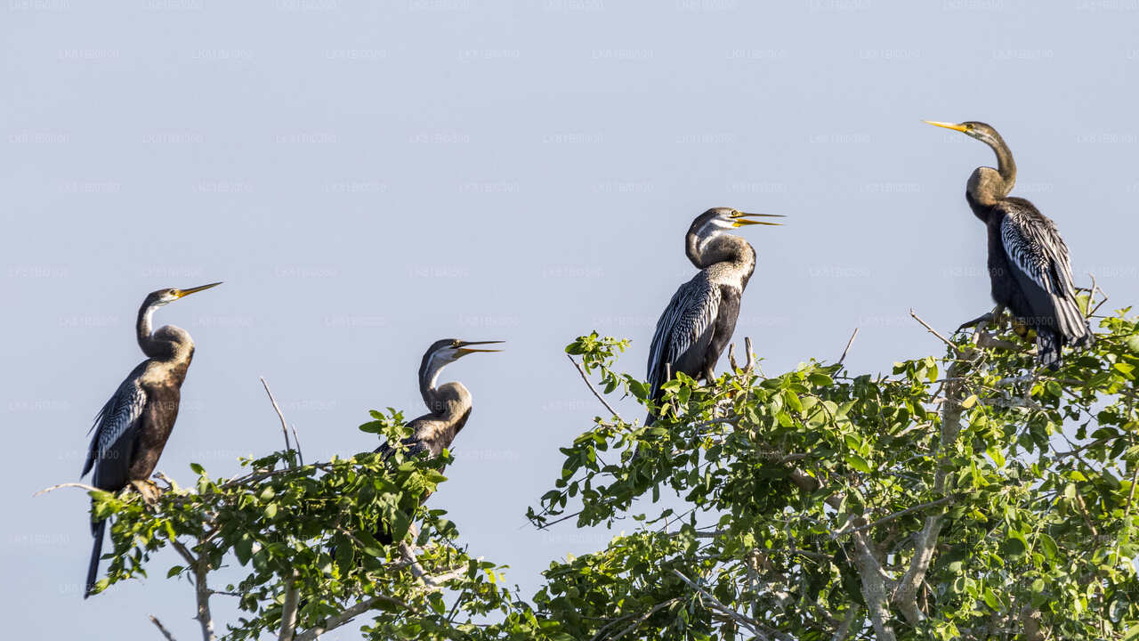 Bundala National Park Safari From Hambantota Port