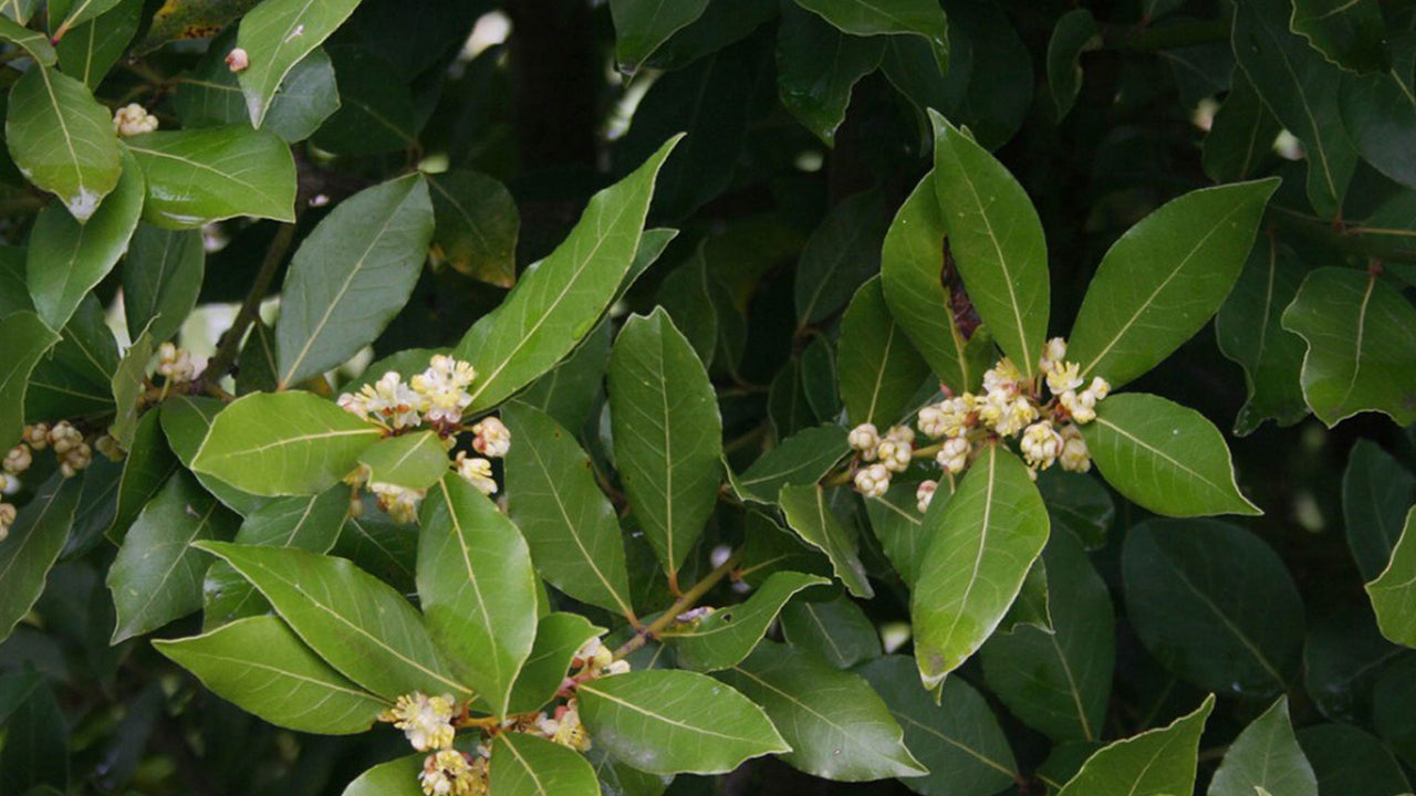 Lakpura Bay Leaves Whole (50g)