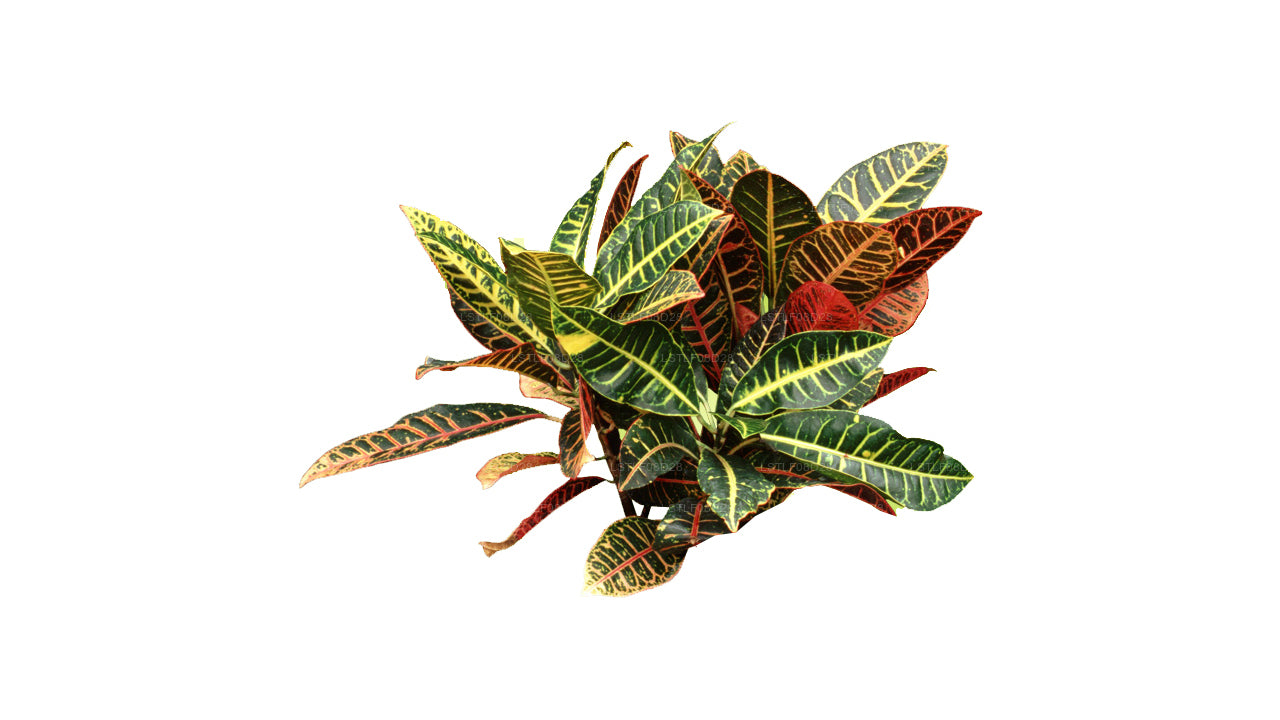 Lakpura Colorful Croton Leaf (50 Leaves) Medium